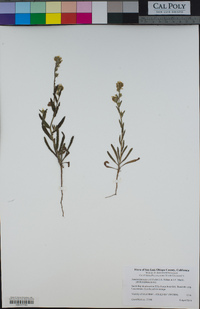 Amsinckia menziesii image