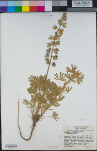 Lupinus albifrons image