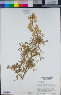 Lupinus arboreus image