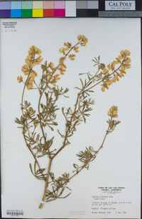 Lupinus arboreus image