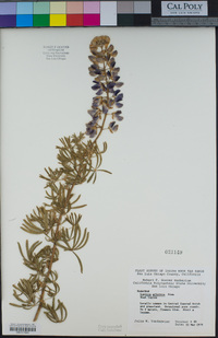 Lupinus arboreus image