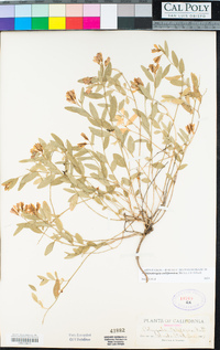 Polygala californica image