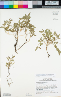 Polygala californica image