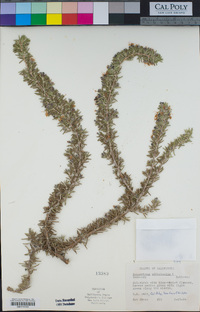 Rosmarinus officinalis image