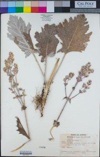 Salvia aethiopis image