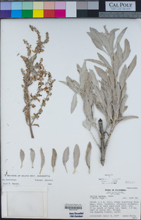 Salvia apiana image