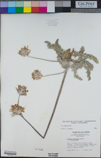 Salvia carduacea image