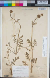 Salvia columbariae image