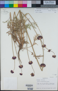 Salvia columbariae image