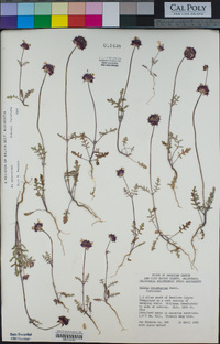 Salvia columbariae image