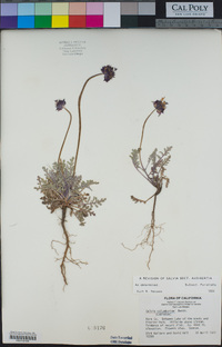 Salvia columbariae image