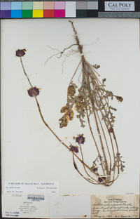 Salvia columbariae image