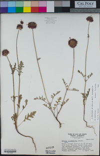 Salvia columbariae image