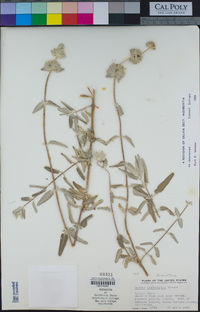 Salvia leucophylla image