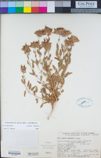 Salvia mohavensis image