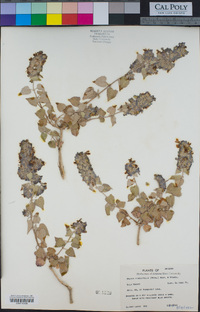 Salvia pinguifolia image