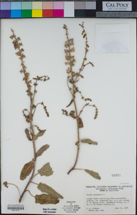 Salvia pratensis image