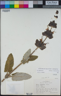 Salvia spathacea image