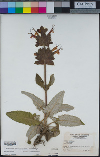 Salvia spathacea image