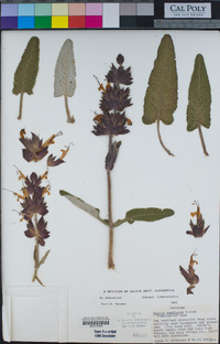 Salvia spathacea image