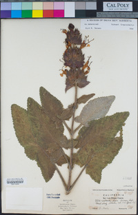 Salvia spathacea image