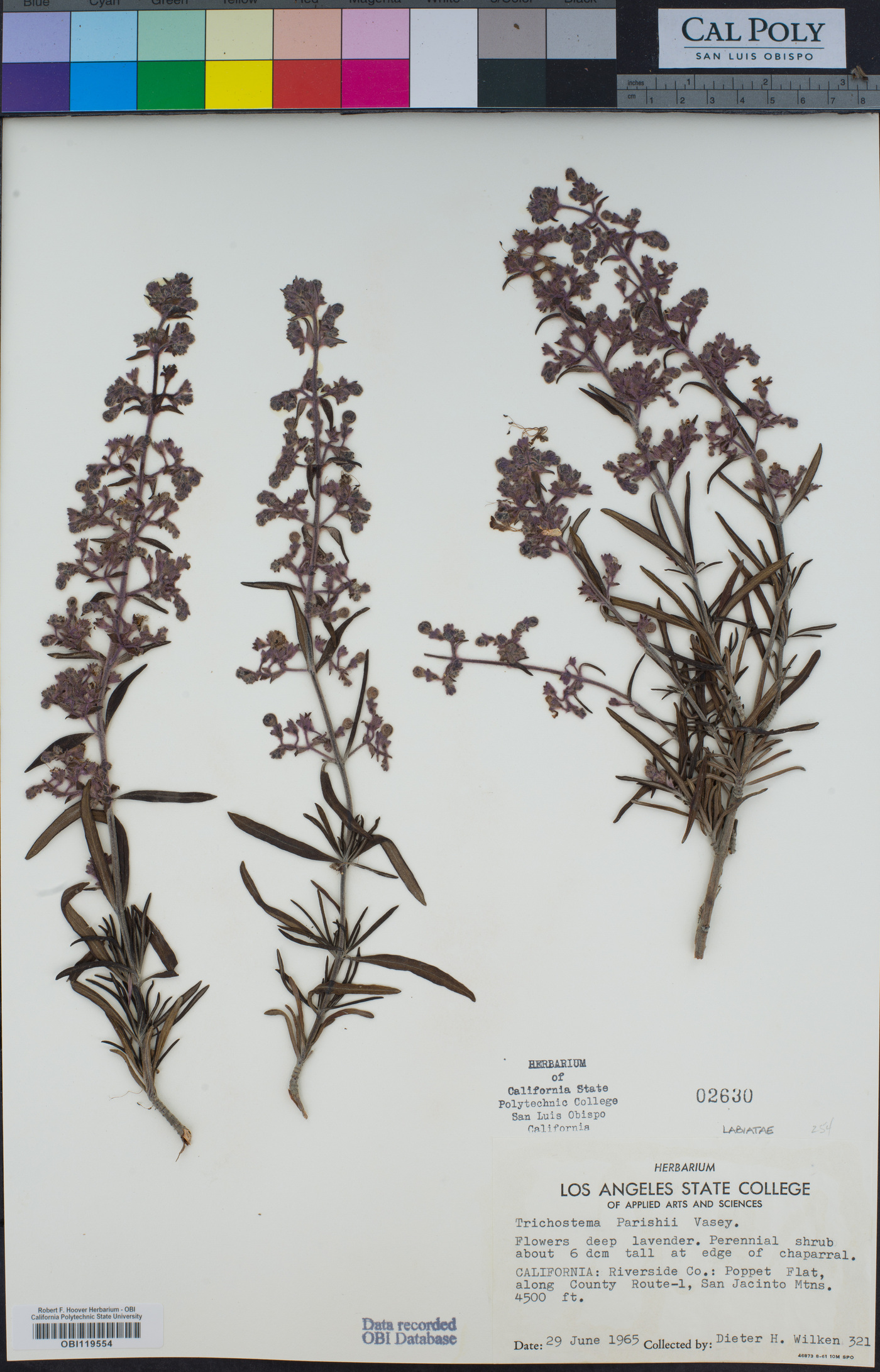 Trichostema parishii image