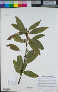 Umbellularia californica image