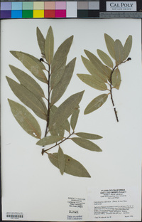 Umbellularia californica image