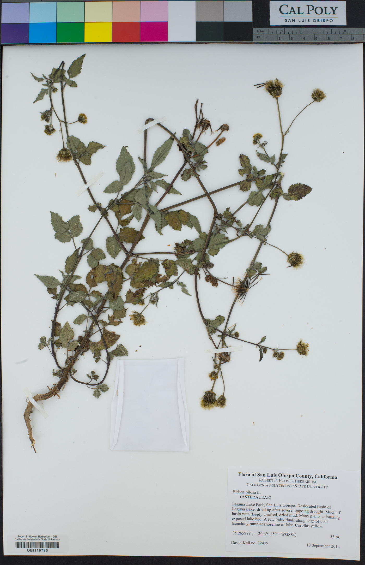 Bidens pilosa image