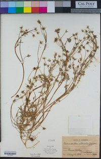 Limnanthes douglasii image