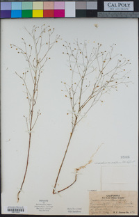 Hesperolinon micranthum image