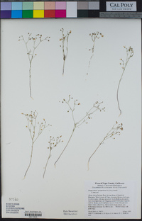 Hesperolinon spergulinum image