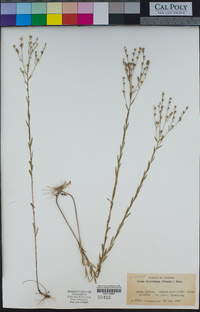 Image of Linum floridanum