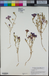 Linum grandiflorum image