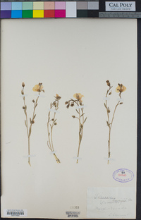 Linum lewisii image