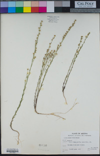 Linum neomexicanum image