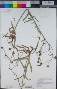 Anisocarpus madioides image