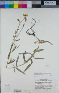 Anisocarpus madioides image