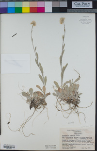 Antennaria argentea image