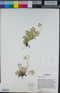 Antennaria parvifolia image