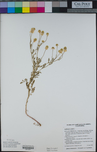 Anthemis cotula image