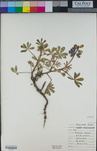 Lupinus succulentus image