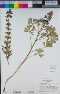 Lupinus succulentus image