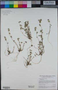 Medicago minima image