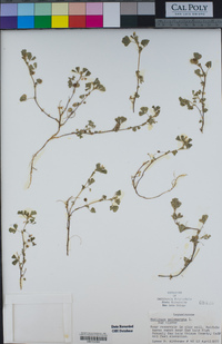 Medicago polymorpha image