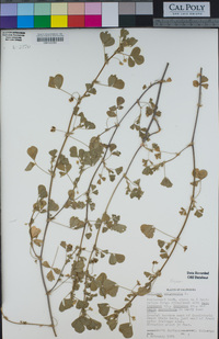 Medicago polymorpha image