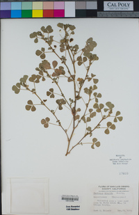 Medicago polymorpha image