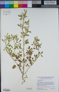 Melilotus indicus image