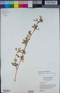 Melilotus indicus image