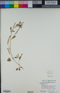 Melilotus indicus image